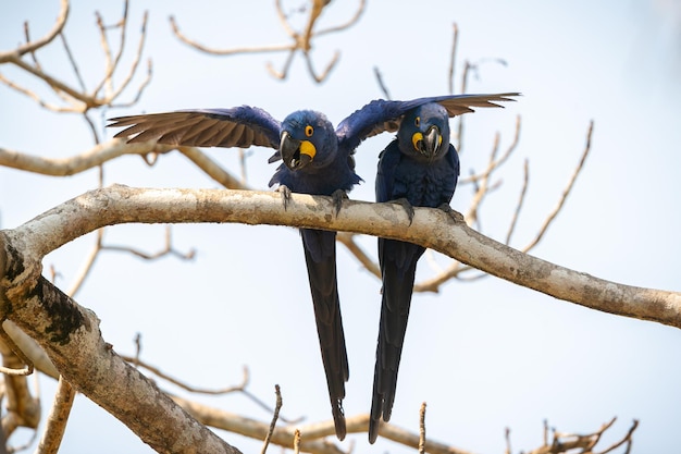 スミレコンゴウインコが自然の生息地のヤシの木にクローズアップ