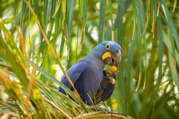 Hyacinth macaw close up on a palm tree in the nature habitat