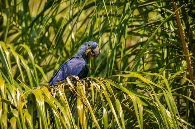 Hyacinth macaw close up on a palm tree in the nature habitat