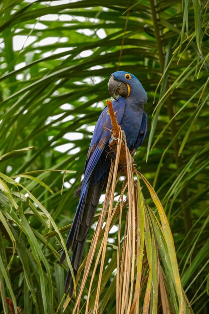 スミレコンゴウインコが自然の生息地のヤシの木にクローズアップ