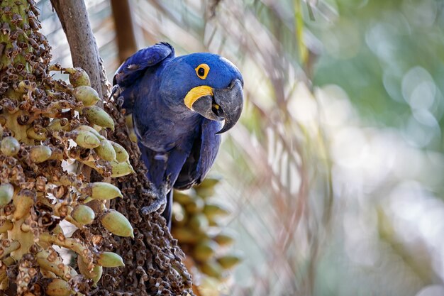 自然の生息地のヤシの木のヒヤシンスコンゴウインコ