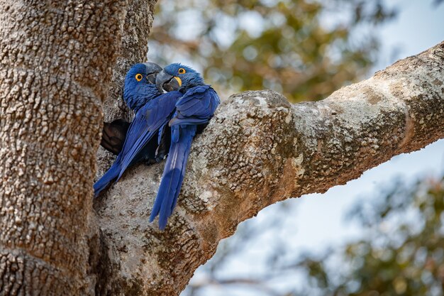 自然の生息地のヤシの木のヒヤシンスコンゴウインコ