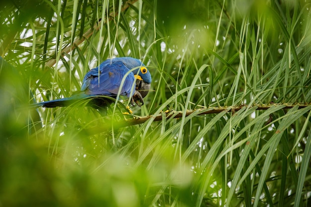 Hyacinth macaw on a palm tree in the nature habitat