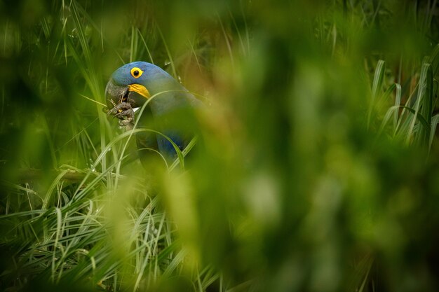 Hyacinth macaw on a palm tree in the nature habitat