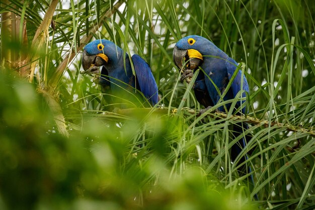 Hyacinth macaw on a palm tree in the nature habitat