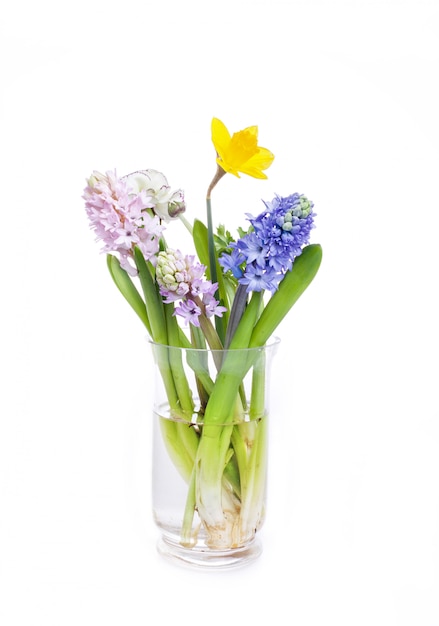 Free photo hyacinth and narcissus on white