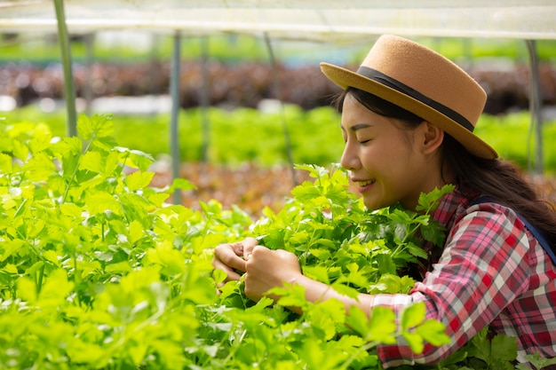 Hydroponics system, planting vegetables and herbs without using soil for health, Modern food and agr