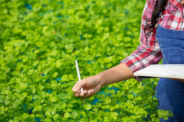 Foto gratuita sistema di coltura idroponica, piantando verdure ed erbe senza usare il terreno per la salute