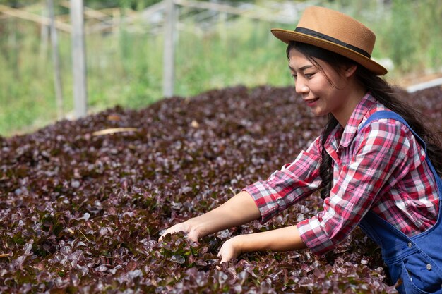 水耕栽培システム、健康のために土壌を使わずに野菜やハーブを植える