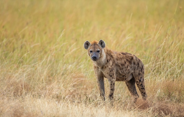 サバンナのハイエナ アフリカ タンザニア セレンゲティ国立公園 プレミアム写真 サバンナのハイエナ アフリカ タンザニア セレンゲティ国立公園 プレミアム写真