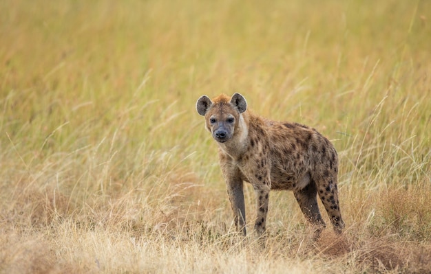 サバンナのハイエナ アフリカ タンザニア セレンゲティ国立公園 プレミアム写真