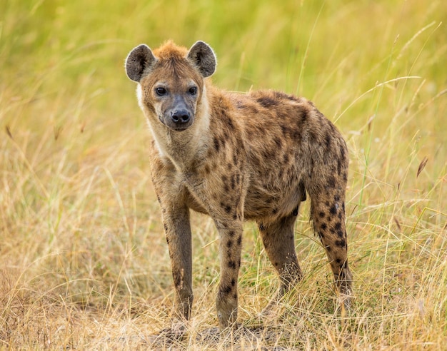 サバンナのハイエナ アフリカ タンザニア セレンゲティ国立公園 プレミアム写真