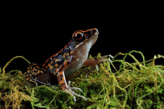 Hylarana picturata frog closeup on moss with black background Indonesian tree frog