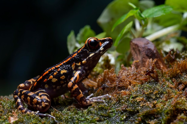 Hylarana picturata frog closeup on moss