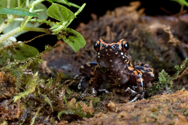 ハイララナsignataカエルのクローズアップインドネシアのアマガエル