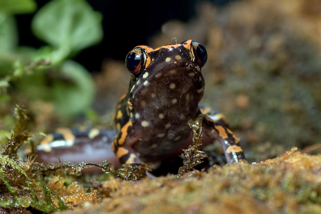 ハイララナsignataカエルのクローズアップインドネシアのアマガエル