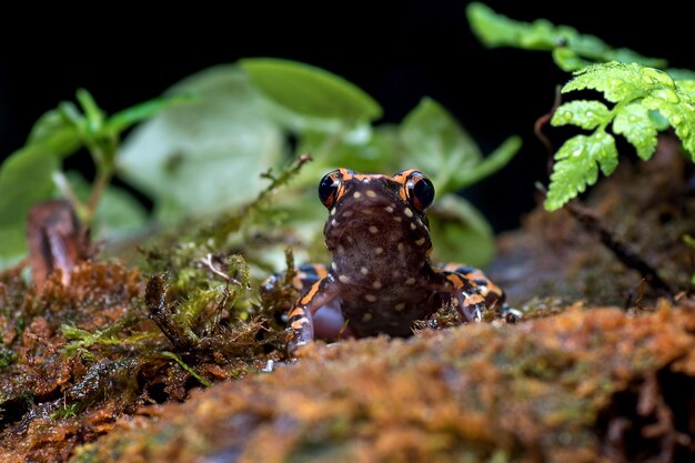 Hylarana signata 개구리 근접 촬영 인도네시아 청개구리