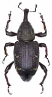 Free photo hylobius abietis beetle specimen