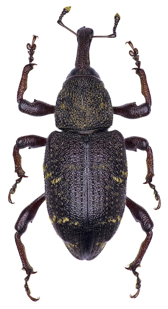 Hylobius abietis beetle specimen