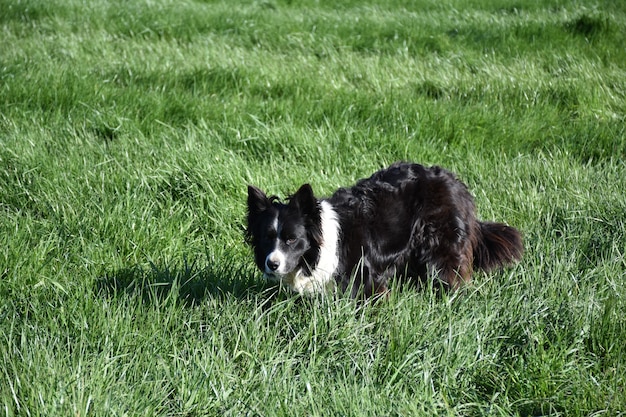 Hyper focussed border collie dog resting in long green grass.