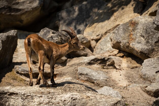Ibex fight in the rocky mountain area Wild animals in captivity Two males fighting for females