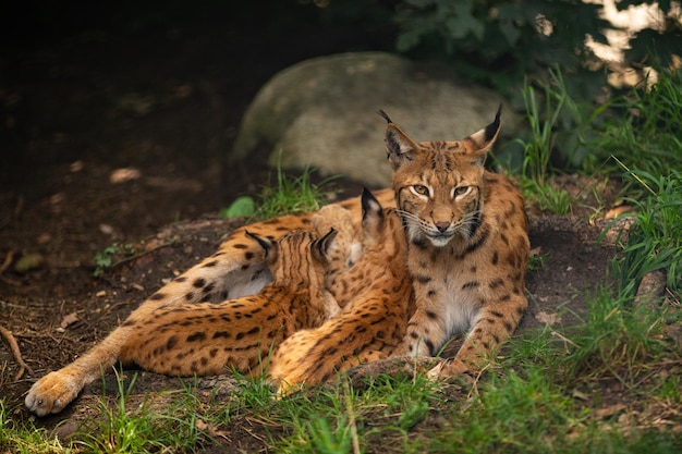 Ibex fight in the rocky mountain area Wild animals in captivity Two males fighting for females