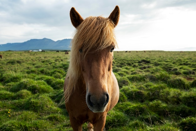 Free photo iceland landscape of beautiful stallion