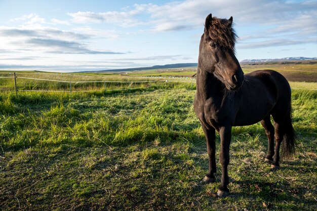 아름다운 종마의 아이슬란드 풍경