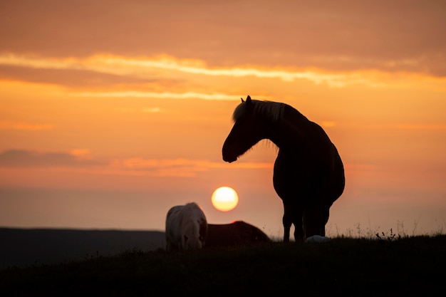 Free photo iceland landscape of beautiful stallion