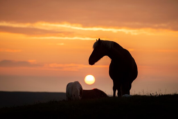 Iceland landscape of beautiful stallion