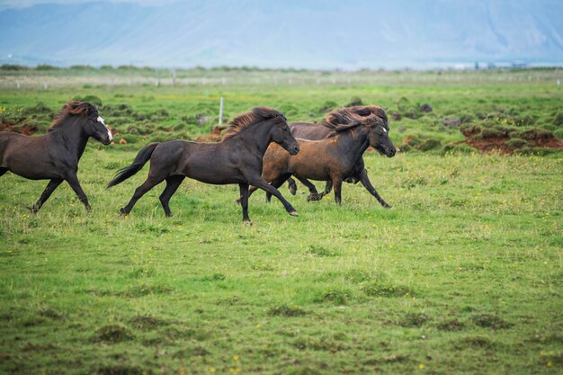 Iceland landscape of beautiful stallions