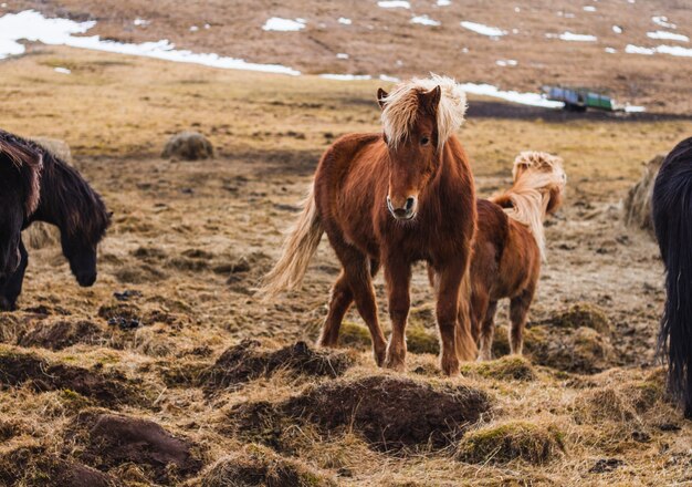 雪とアイスランドの日光の下で草で覆われたフィールドにアイスランドの馬