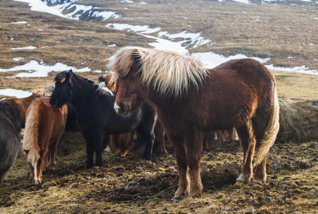 Исландская лошадь в поле в окружении лошадей и снега под солнечным светом в Исландии