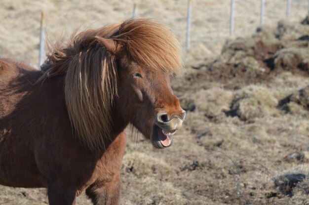 Icelandic horse grinning in a field in Iceland.