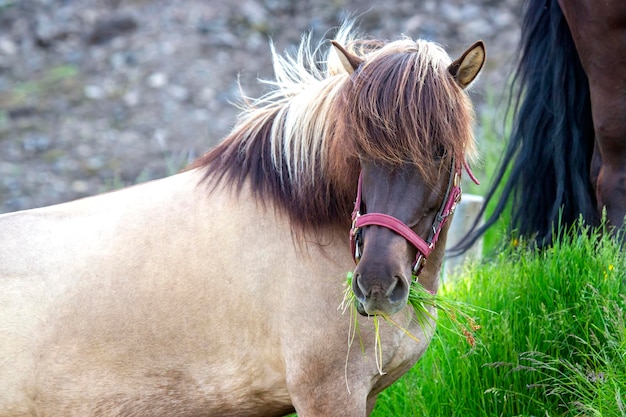 山岳火山の風景を背景にアイスランドの馬アイスランドの観光と自然 Premium写真