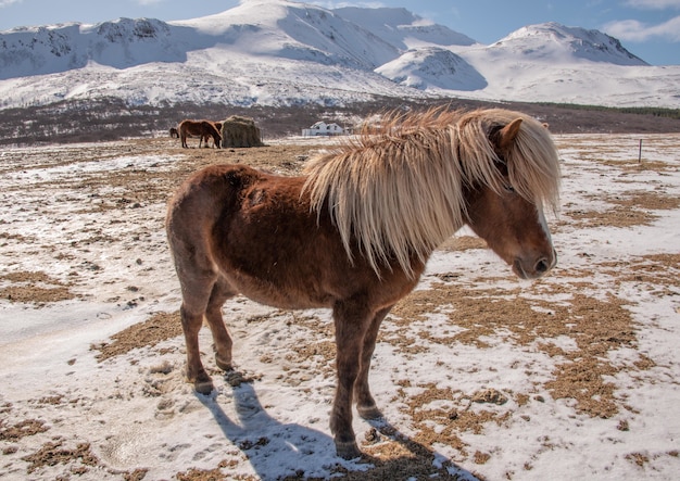 햇빛 아래 눈으로 덮인 언덕으로 둘러싸인 목장의 아이슬란드 말