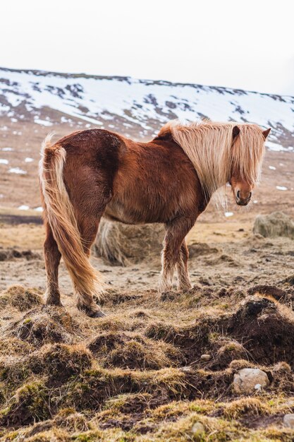 アイスランドの雪に覆われたフィールドを歩くアイスランドの馬