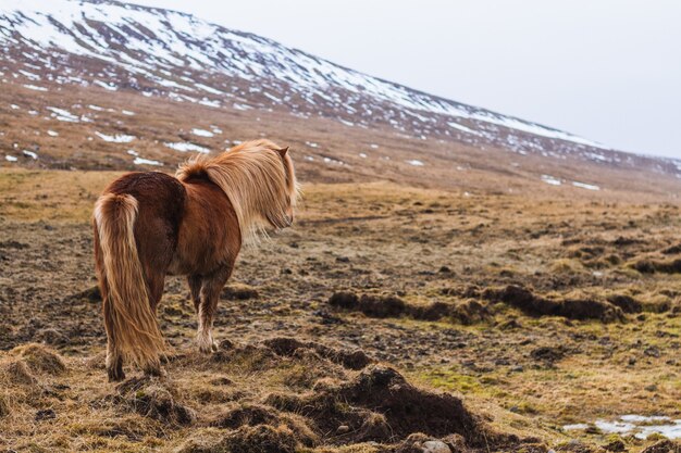 아이슬란드에서 흐릿한 눈으로 덮여 필드를 걷는 아이슬란드 말