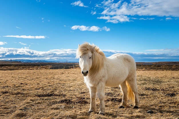 Исландская лошадь. Белая лошадь.