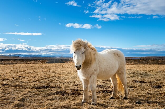 Icelandic Horse. White horse.