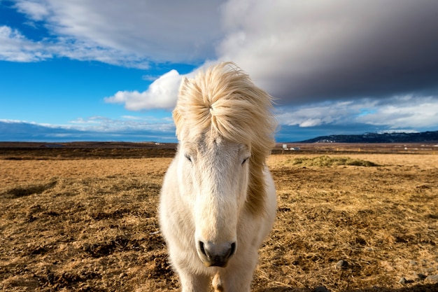 Foto gratuita cavallo islandese. cavallo bianco.