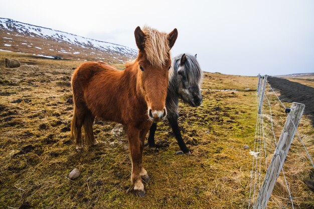 Icelandic horses in a field covered in the grass and snow under a cloudy sky in Iceland