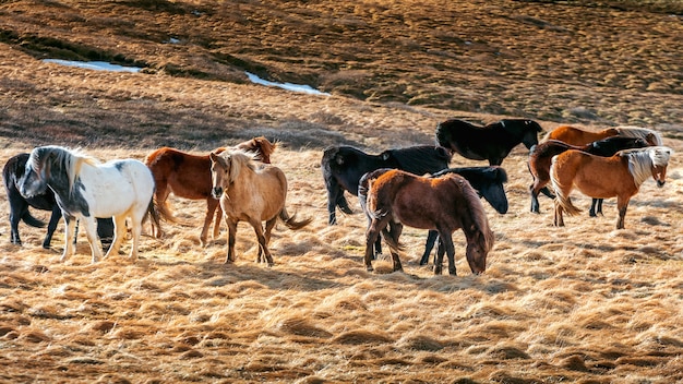 アイスランドの馬。馬のグループ。