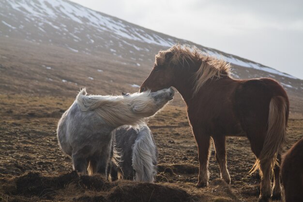 アイスランドの日光の下で雪と草に覆われたフィールドで遊ぶアイスランドの馬