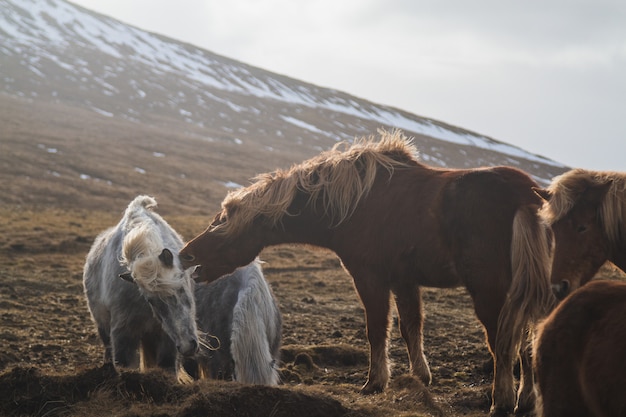 Icelandic horses playing with each other in a field surrounded by horses in Iceland