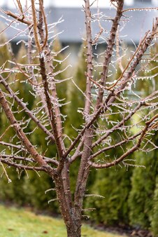 Ледяная глазурь на ветвях абрикоса замерзшие сосульки на ветвях оттепель дождь и мороз