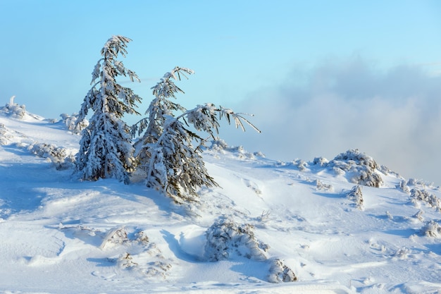Ледяные снежные ели на холме зимнего утра в пасмурную погоду. Premium Фотографии