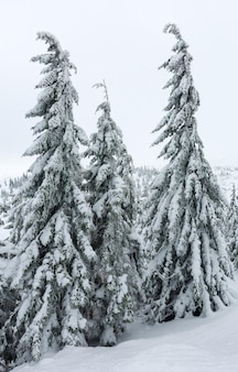 겨울 산 언덕 (대로)에 얼음 눈 덮인 전나무.