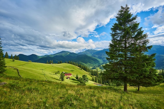 Idyllic landscape in the Alps with fresh green meadows and blooming flowers