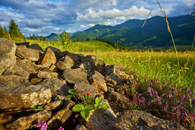 Idyllic landscape in the Alps with fresh green meadows and blooming flowers